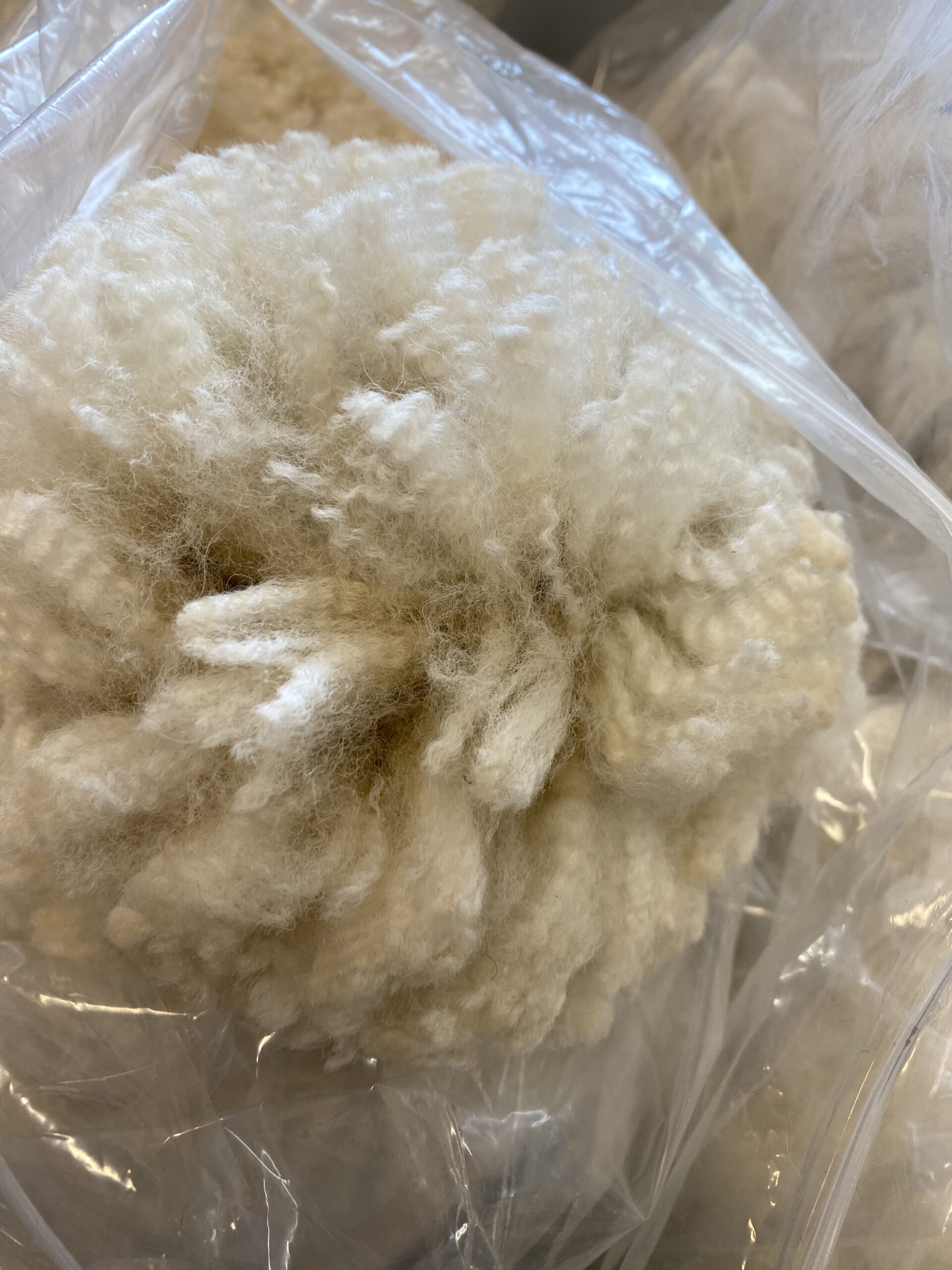 2023 White Huacaya alpaca fleece - Satin Doll