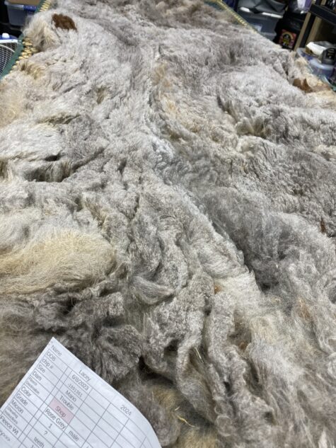 SOLD   2024 Rose Grey- Alpaca  Fleece ~ Lacey Spring